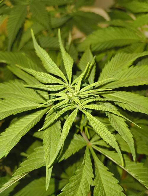 Bag seed microgrow. Week 7