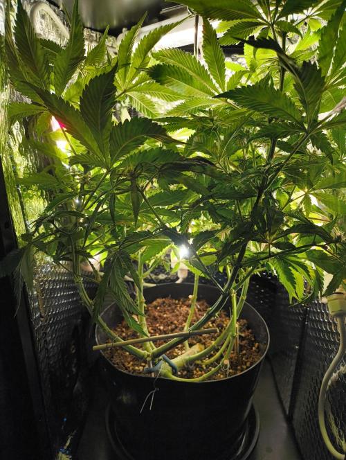 Bag seed microgrow. Week 8