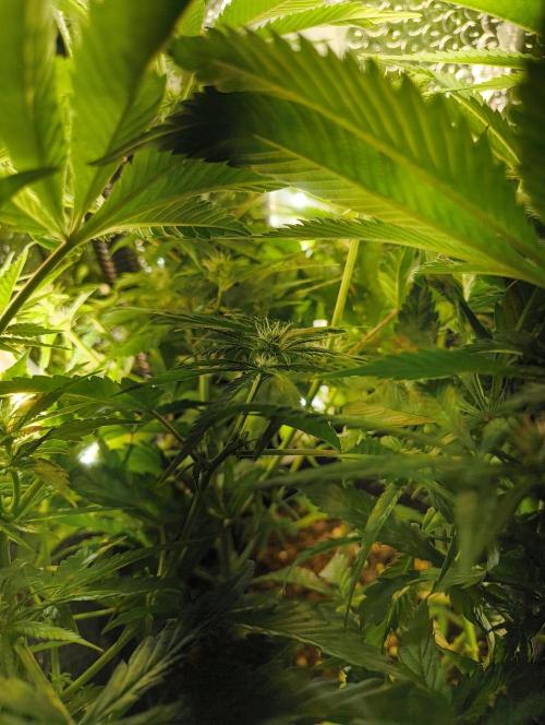 Bag seed microgrow. Week 8