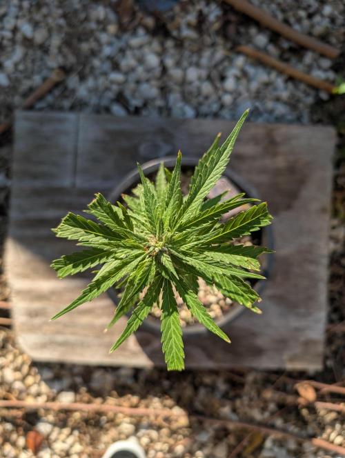 First try at auto outdoors. Week 6