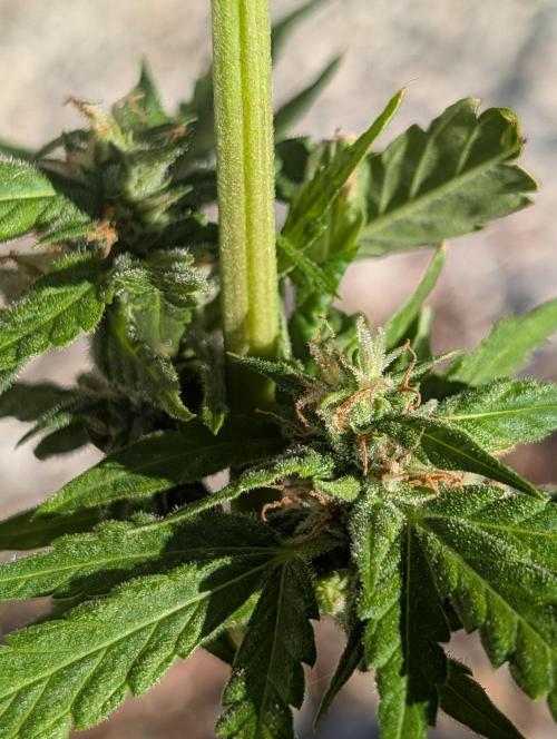 First try at auto outdoors. Week 6