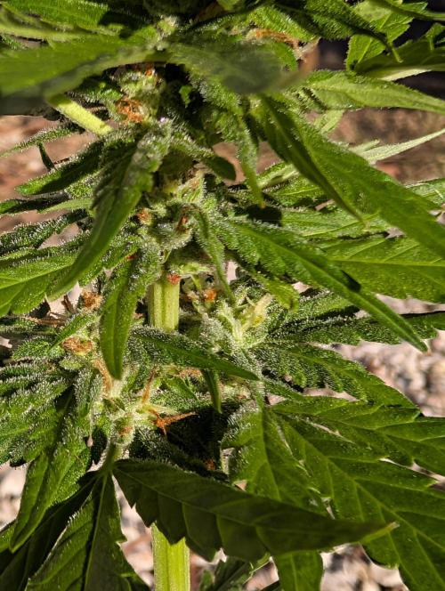 First try at auto outdoors. Week 6