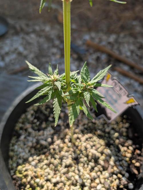 First try at auto outdoors. Week 6