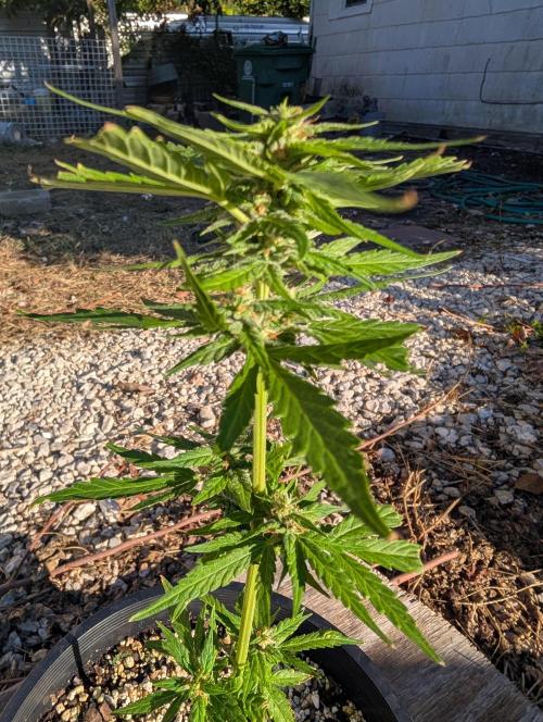 First try at auto outdoors. Week 6