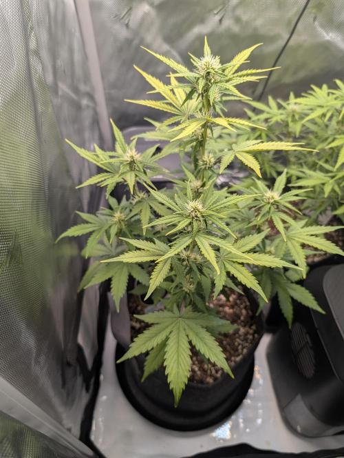 Black Herer. Week 7