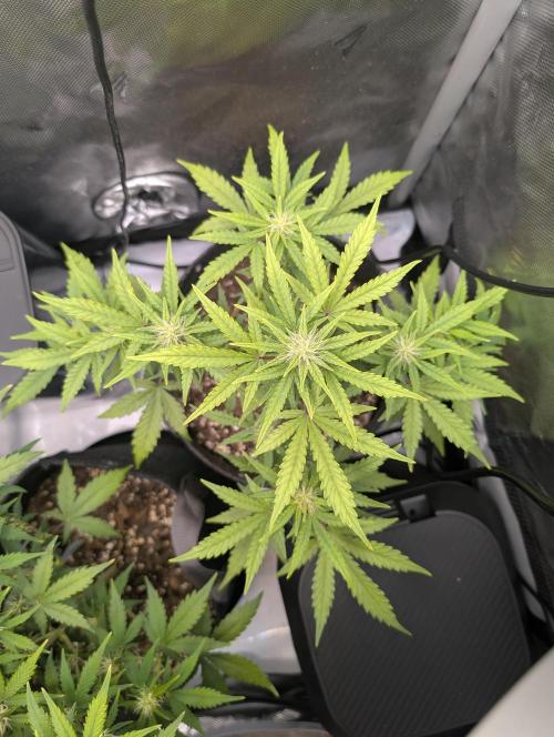 Acid Rain. Week 7