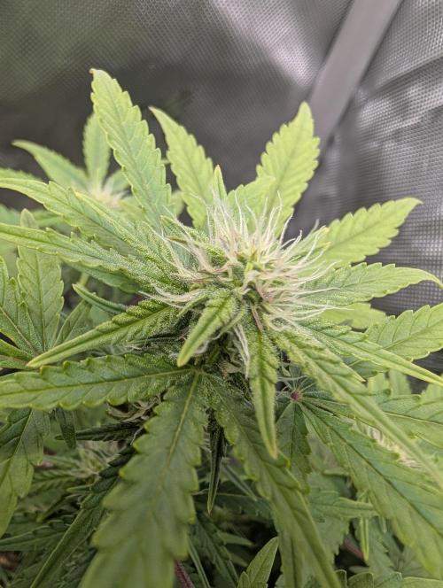 Acid Rain. Week 7