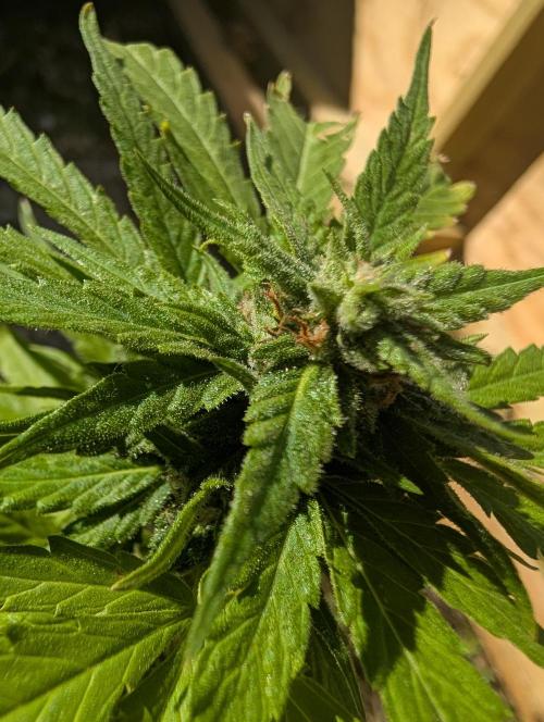 First try at auto outdoors. Week 7