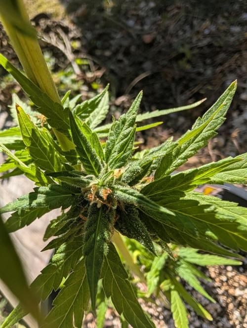 First try at auto outdoors. Week 7