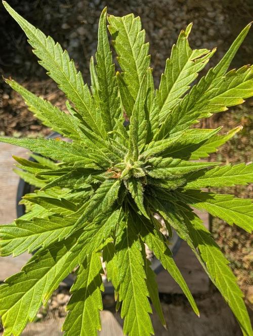 First try at auto outdoors. Week 7