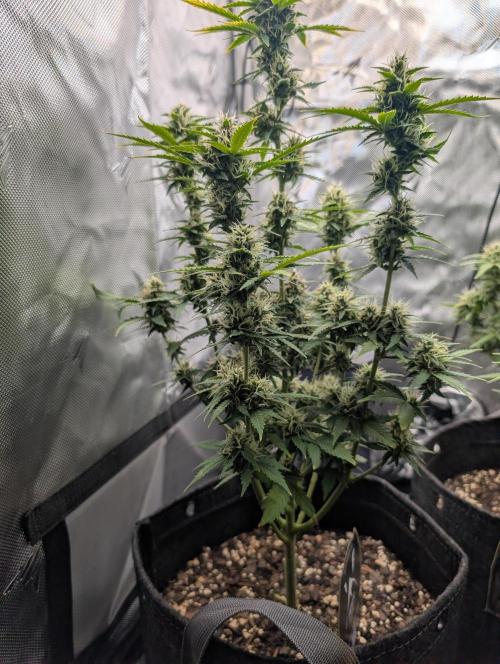 Black Herer. Week 9