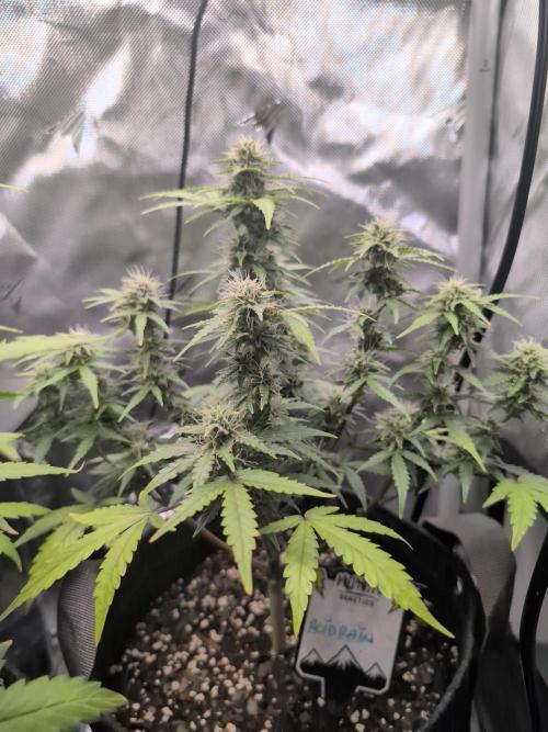 Acid Rain. Week 8