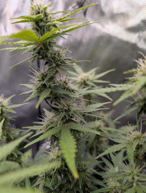 Acid Rain. Week 8