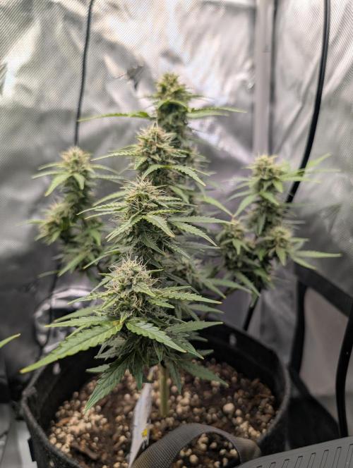 Acid Rain. Week 9