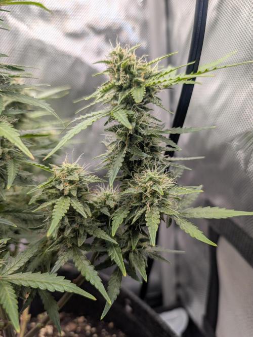 Acid Rain. Week 9