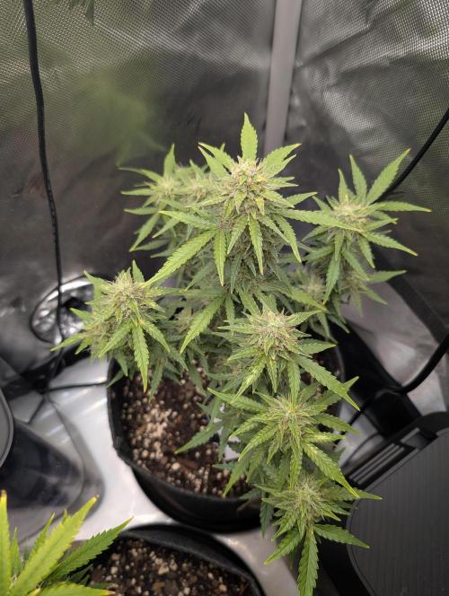 Acid Rain. Week 9