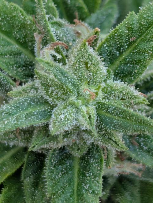 First try at auto outdoors. Week 8