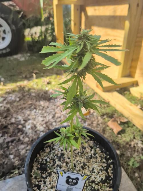 First try at auto outdoors. Week 8