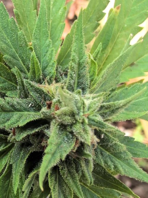 First try at auto outdoors. Week 8