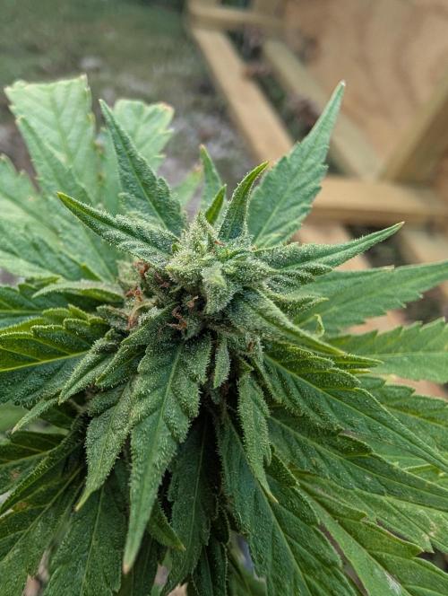 First try at auto outdoors. Week 9