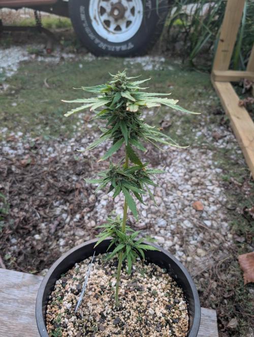 First try at auto outdoors. Week 9