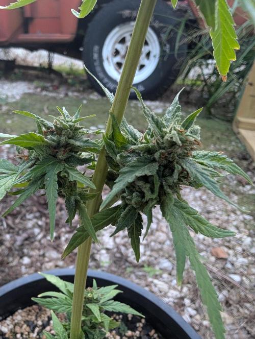 First try at auto outdoors. Week 9