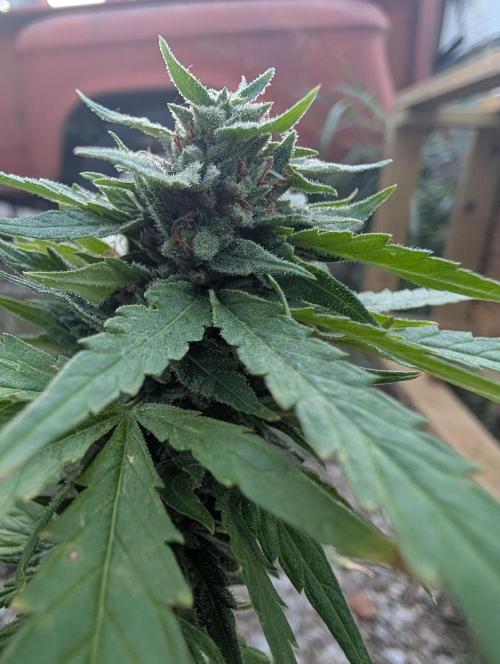 First try at auto outdoors. Week 9