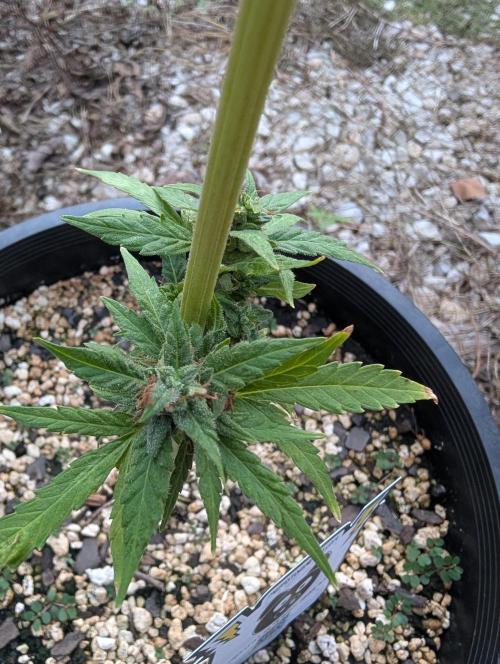 First try at auto outdoors. Week 9