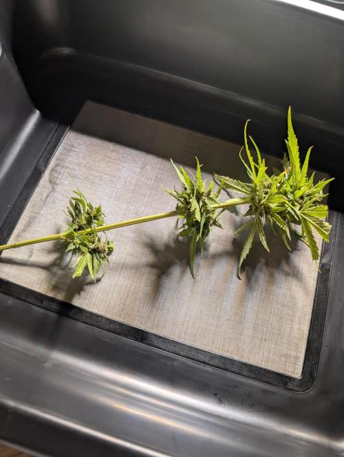 First try at auto outdoors. Week 10