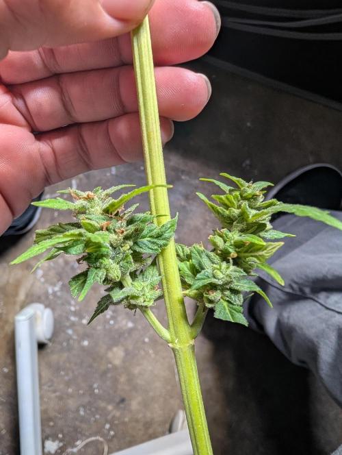 First try at auto outdoors. Week 10