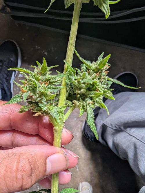 First try at auto outdoors. Week 10