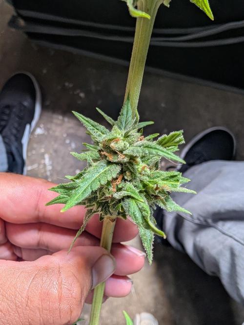 First try at auto outdoors. Week 10