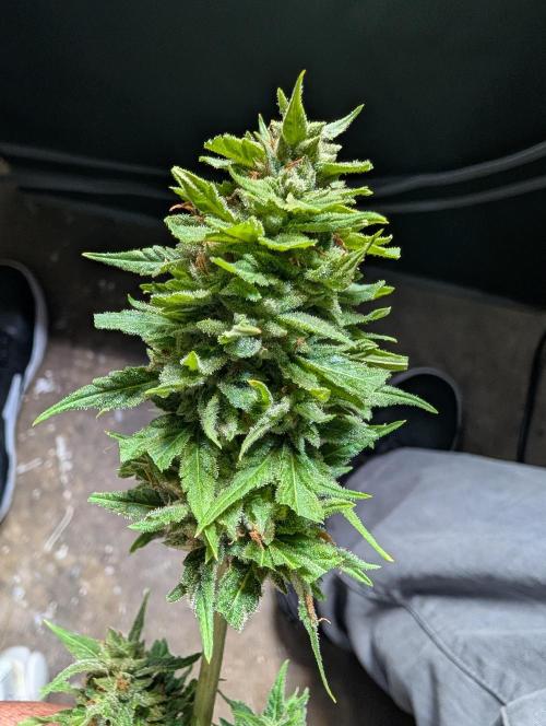 First try at auto outdoors. Week 10