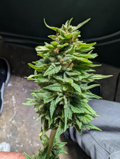 First try at auto outdoors. Week 10