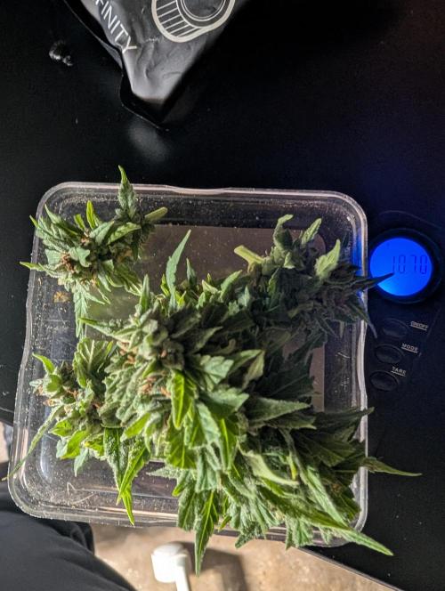 First try at auto outdoors. Week 10