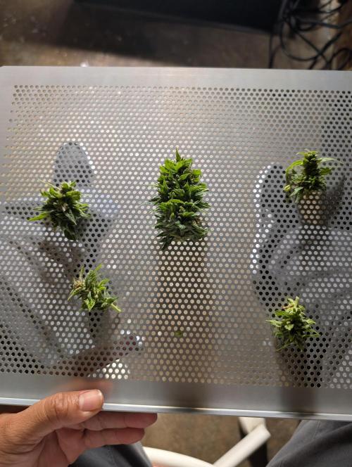 First try at auto outdoors. Week 10