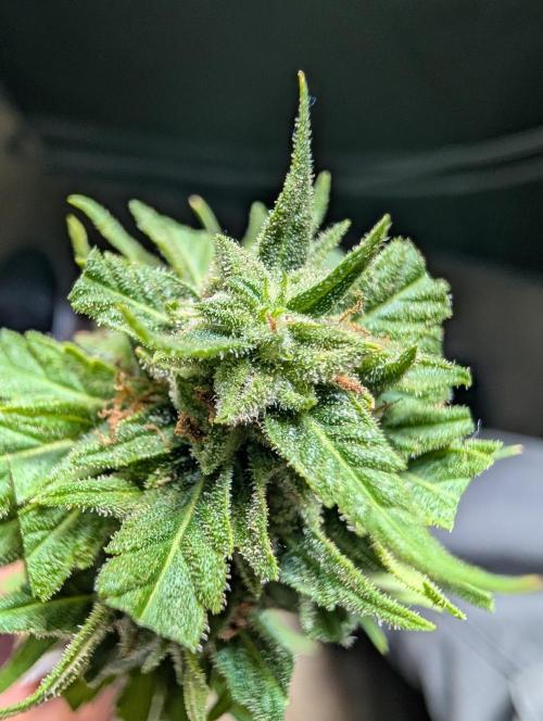 First try at auto outdoors. Week 10