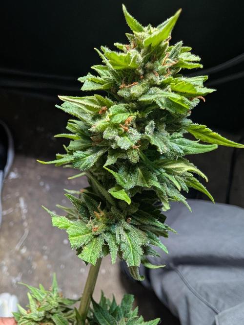 First try at auto outdoors. Week 10