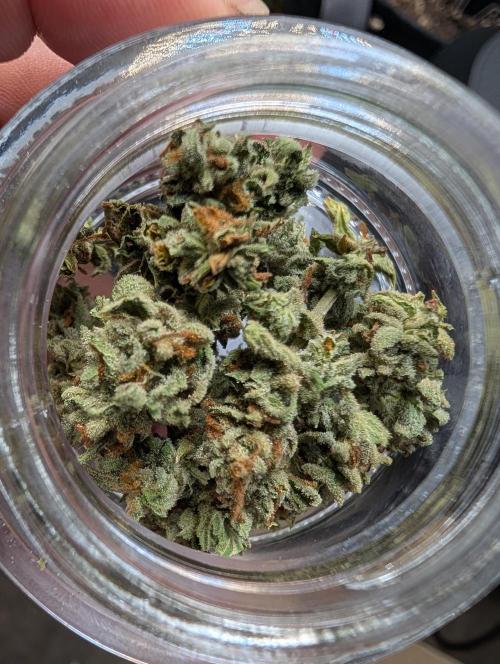 First try at auto outdoors. Week 10