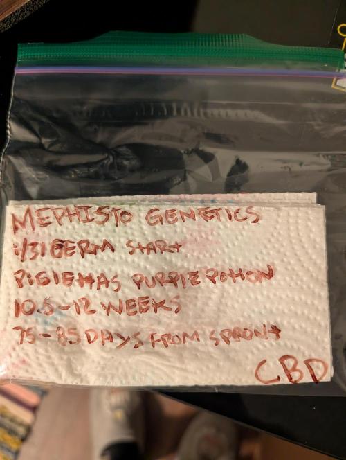 Fast Buds & Mephisto. Week 0 - 1/31