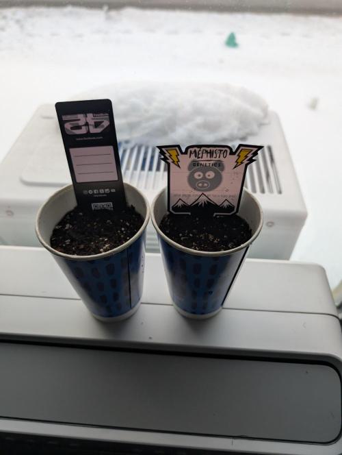 Fast Buds & Mephisto. Week 0 - 2/4