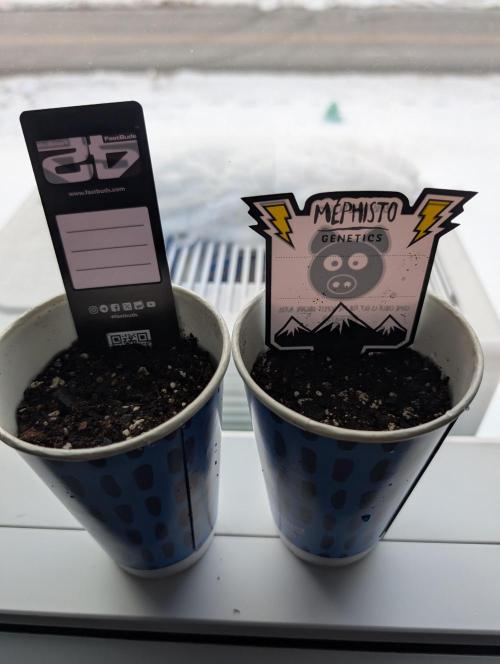 Fast Buds & Mephisto. Week 0 - 2/4