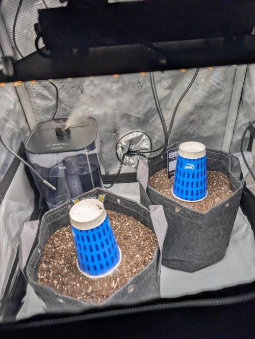 Fast Buds & Mephisto. Week 0 - 2/6