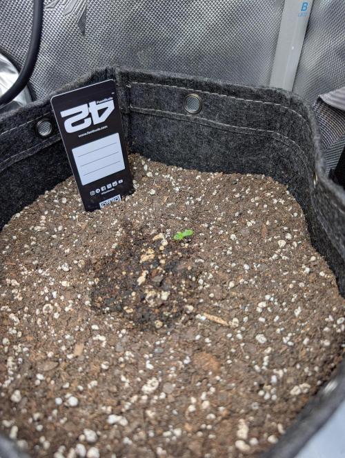 Fast Buds & Mephisto. Week 1