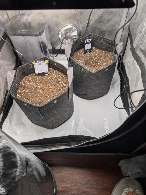 Fast Buds & Mephisto. Week 1