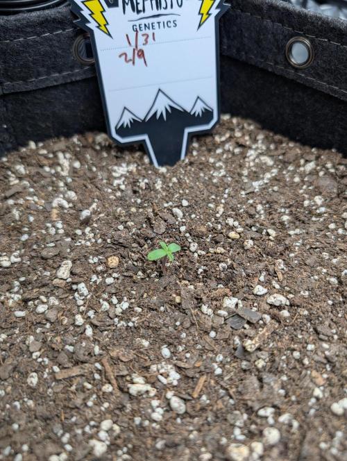 Fast Buds & Mephisto. Week 1