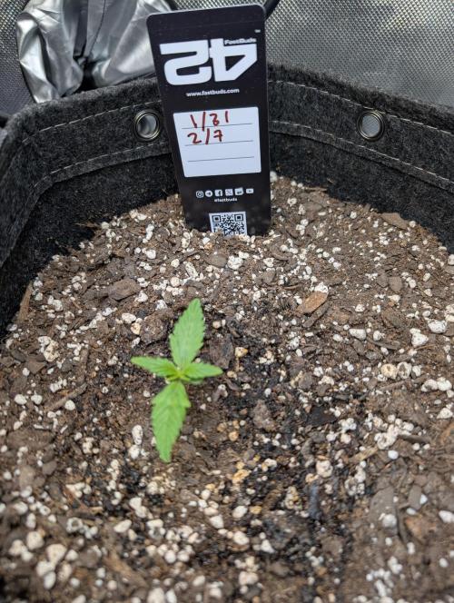 Fast Buds & Mephisto. Week 1