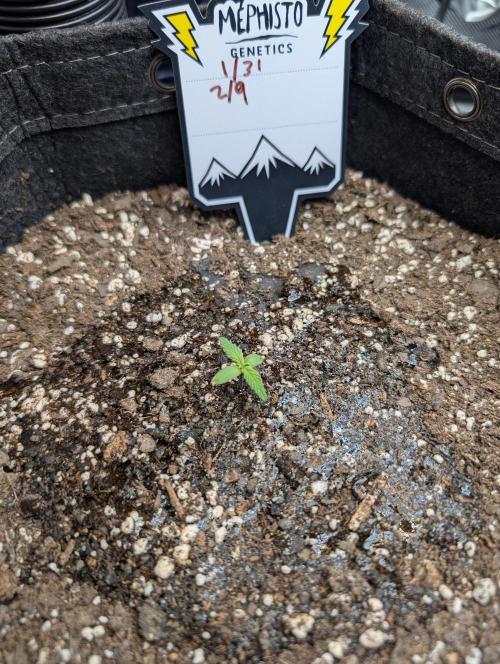Fast Buds & Mephisto. Week 1