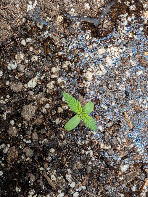 Fast Buds & Mephisto. Week 1