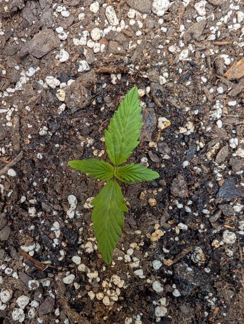 Fast Buds & Mephisto. Week 1